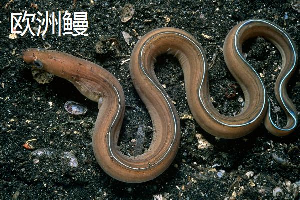 日本鳗的产地，主要分布在越南等国家