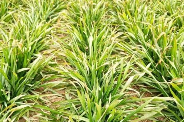 小麦旱情缓解后如何防治三害，应及早采取措施预防