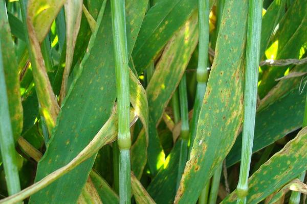 小麦旱情缓解后如何防治三害，应及早采取措施预防