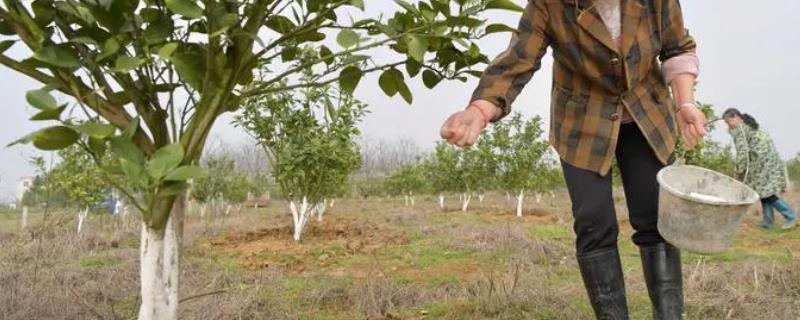 给柚子施肥要注意什么，需根据树龄调整肥料比例