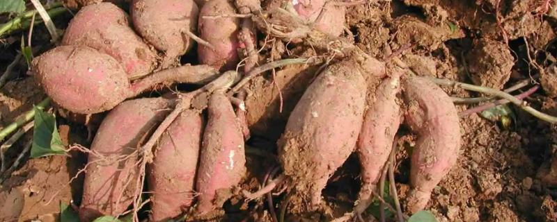 红薯高产种植方法，早栽嫩壮苗可明显提高产量