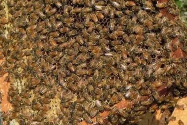 广东蜜蜂何时开始秋繁，时间集中在大流蜜期
