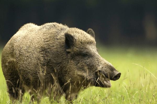 野猪是不是保护动物，环境适应性极强