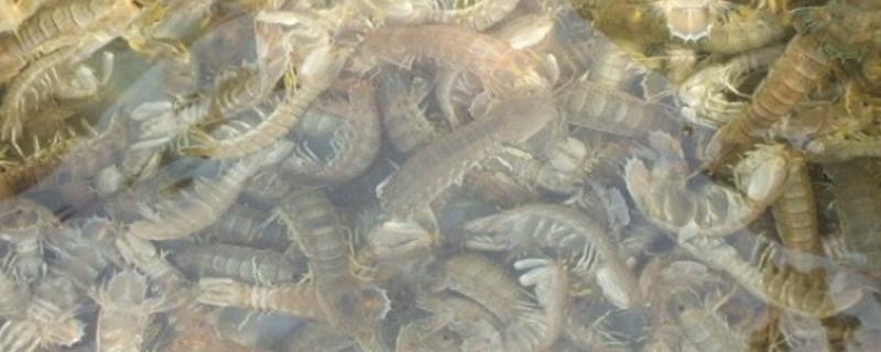 养殖皮皮虾如何高产，平时要均匀投喂并保持水质