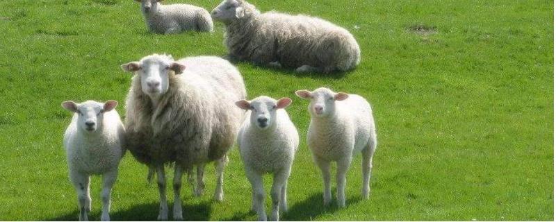 喂养15只羊如何节省成本，种草养羊可以节省饲料