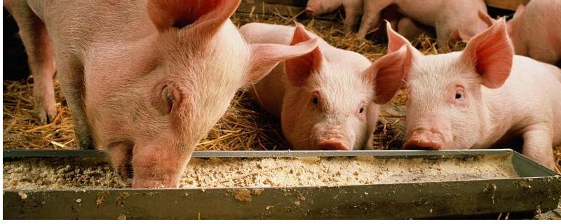 瘦肉型猪和肥肉型猪的区别，瘦肉型猪的身体呈流线型