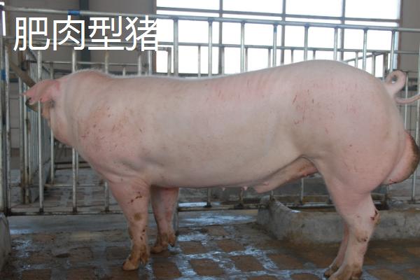 瘦肉型猪和肥肉型猪的区别，瘦肉型猪的身体呈流线型