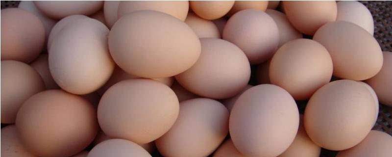 蛋的品种，最常见的种类是鸡蛋