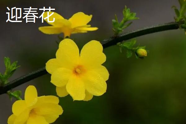 迎春花开放时间，一般在2-3月份开出