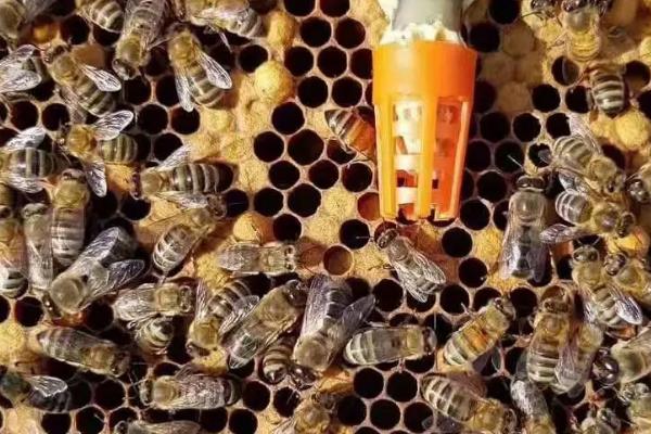 蜂王物质是什么，也叫蜂王信息素
