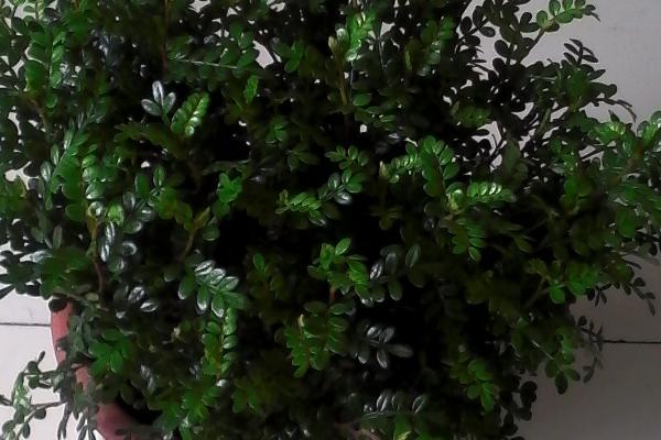 清香木怎么养殖，春秋季节皆可扦插
