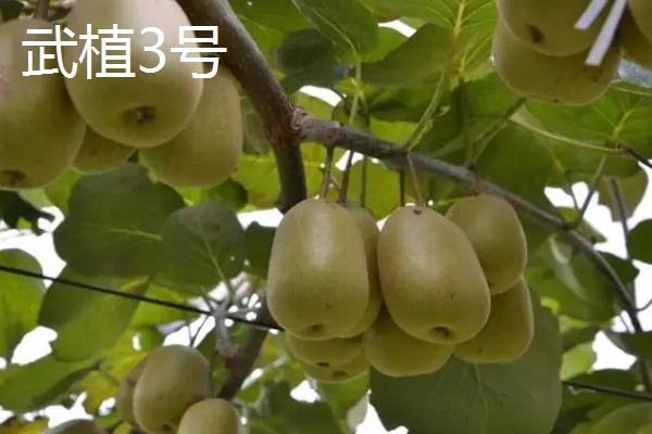 广西猕猴桃的主产地，主产于桂林和南宁等地方