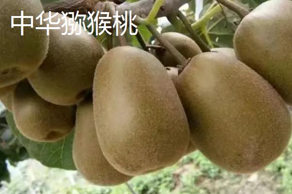 广西猕猴桃的主产地，主产于桂林和南宁等地方