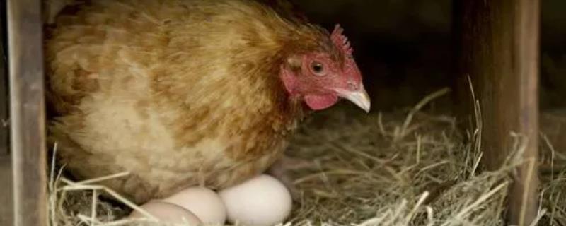 蛋鸡过早和过晚开产有什么危害，开产过早会阻碍骨骼发育