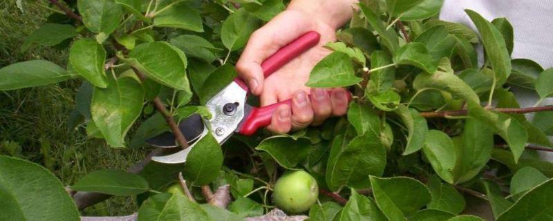 苹果树的修剪方法，骨干枝上面的直立枝与徒长枝要剪除