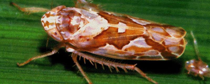 水稻电光叶蝉的识别与防治方法，成虫的头冠中前部具有浅黄褐色斑点