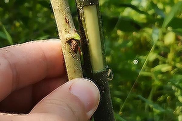 常用的夏天嫁接果树方法，选择亲和力比较强的砧木和接穗