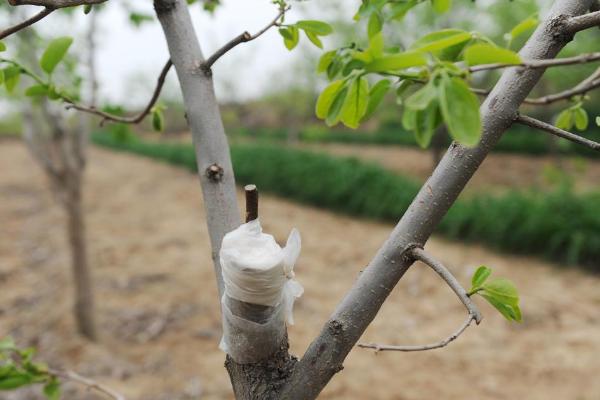 常用的夏天嫁接果树方法，选择亲和力比较强的砧木和接穗