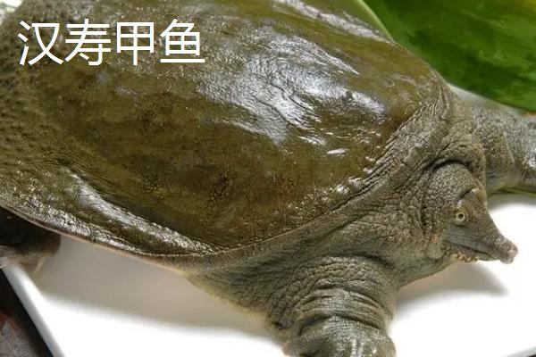 我国哪些地方产的甲鱼，各地的甲鱼品种特征不同