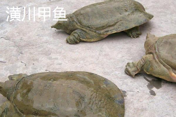 我国哪些地方产的甲鱼，各地的甲鱼品种特征不同