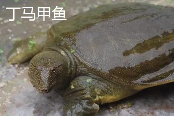 我国哪些地方产的甲鱼，各地的甲鱼品种特征不同