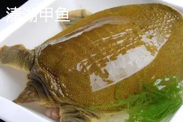 我国哪些地方产的甲鱼，各地的甲鱼品种特征不同