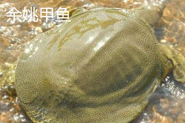 我国哪些地方产的甲鱼，各地的甲鱼品种特征不同