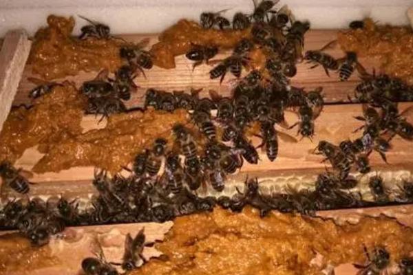如何对蜂群饲喂花粉，制成粉饼可让蜂群自由采食