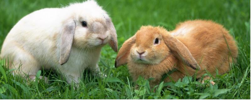 兔子区分公母的方法，不同年龄阶段的分辨方式不同