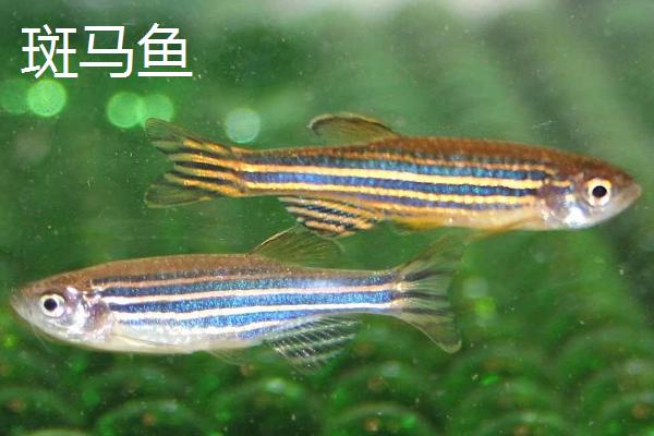 哪些小型鱼适合新手饲养，孔雀鱼和鹦鹉鱼均可选择