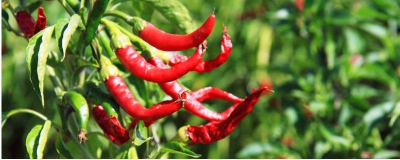辣椒为什么会形成高脚苗以及如何解决，主要原因是氮肥过多和昼夜温差大