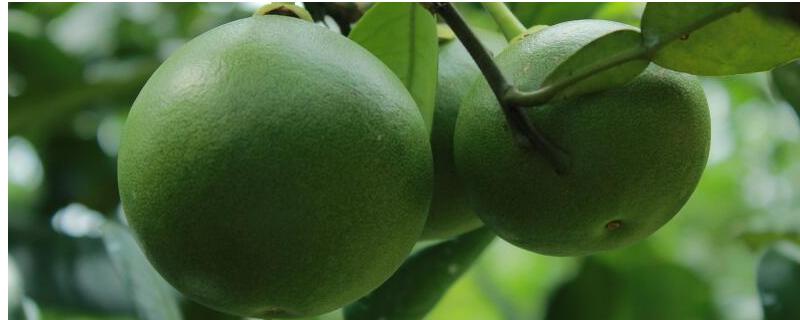 绿皮柚子有哪些品种，青柚和四季柚都为绿皮柚子
