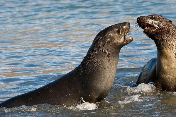 什么是海豹，属于食肉目哺乳动物