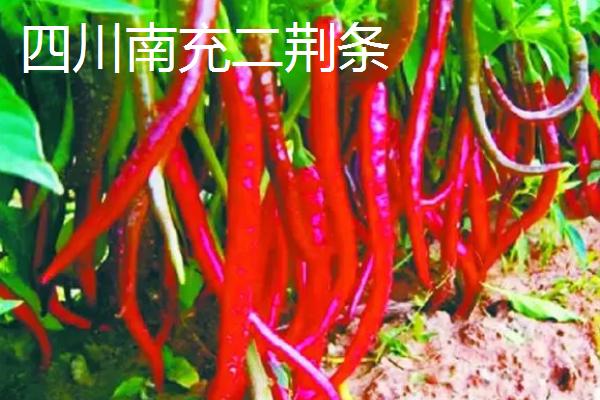 哪些地方的辣椒比较受欢迎，樟树港辣椒价高味美
