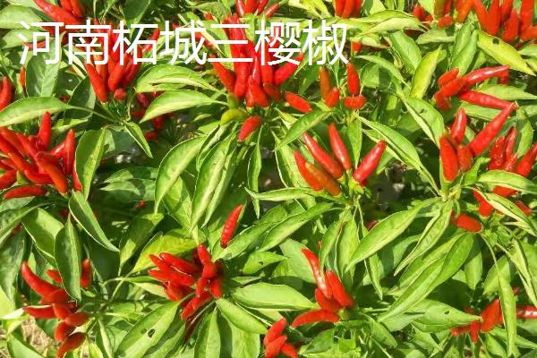 哪些地方的辣椒比较受欢迎，樟树港辣椒价高味美