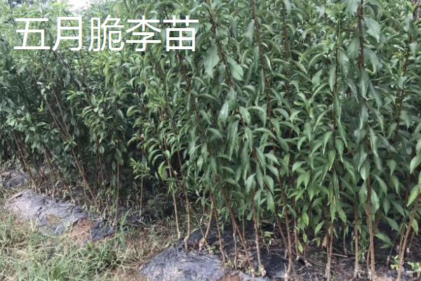 10月份晚熟李子优良品种，幸运李常在9月中下旬至10月上旬成熟