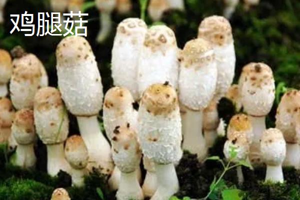 南方适合种哪些水果，海南省和云南省适合种植榴莲