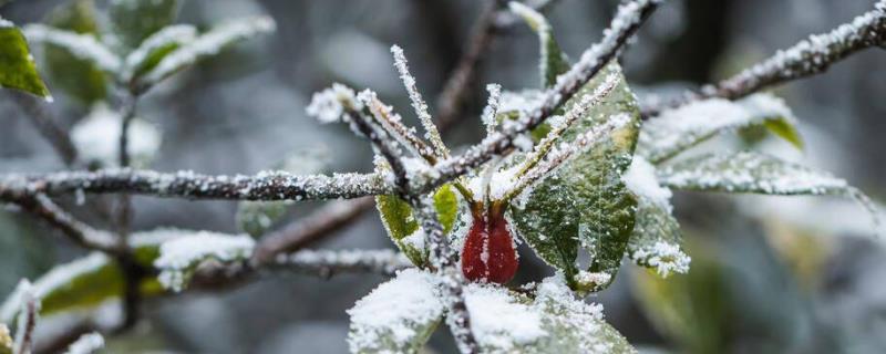 如何预防果树倒春寒，遮盖塑料薄膜可阻挡寒气入侵