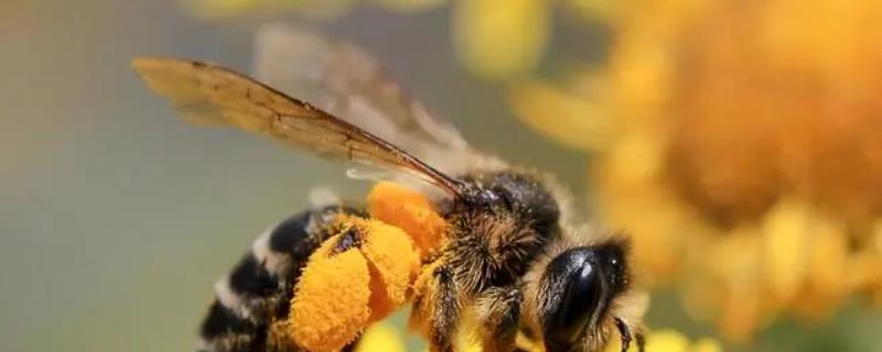 500只中蜂蛋群能养活吗，气候和蜜源都要适宜
