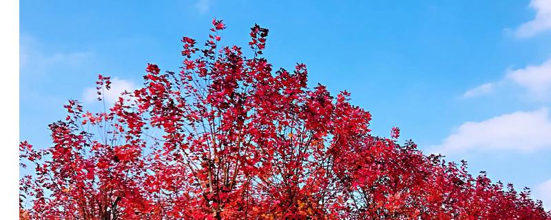 美国红枫简介，是生长最快的枫树品种