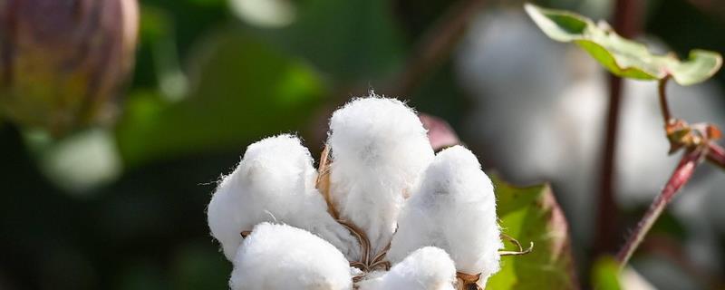 洮南棉花的品种介绍，各有特色