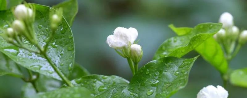 茉莉花花期有多长，可以从5月持续到8月