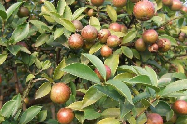 几月适合种油茶树，秋栽为宜