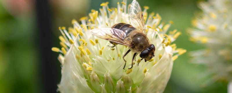 蜜蜂采蜜过程，经过侦查后会采集花粉并酿蜜保存
