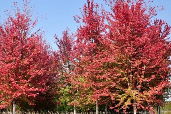 美国红枫简介，是生长最快的枫树品种