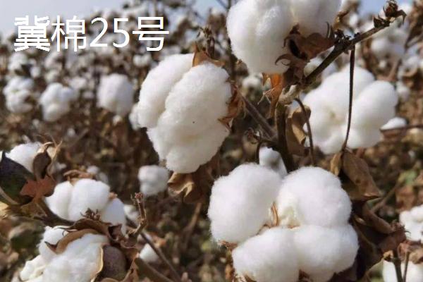 洮南棉花的品种介绍，各有特色