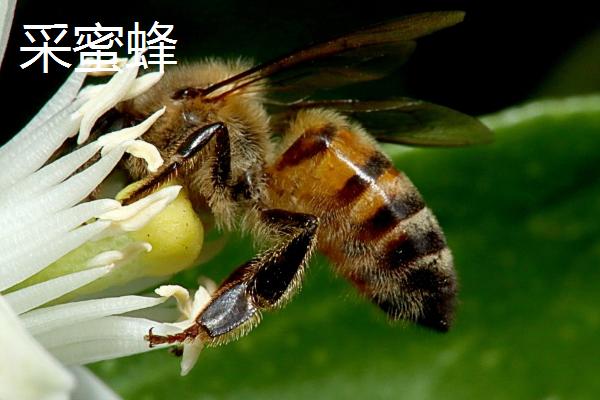 野外如何快速找到蜜蜂，跟踪采蜜蜂可找到蜂巢