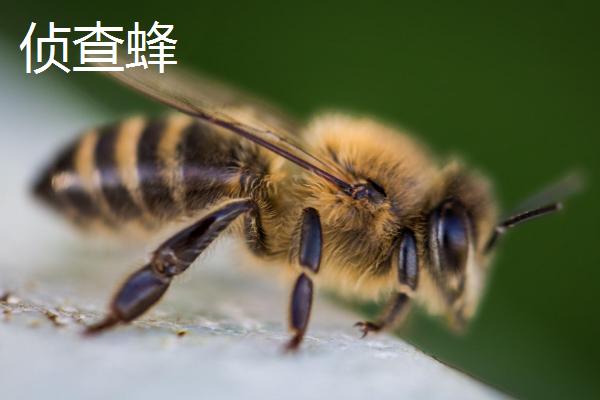 野外如何快速找到蜜蜂，跟踪采蜜蜂可找到蜂巢