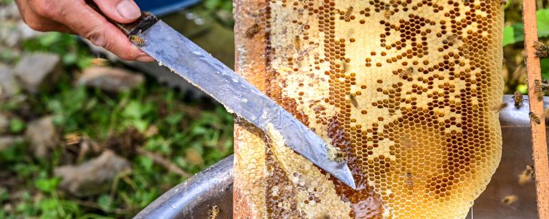 中蜂取蜜时间，暖和天气要在傍晚取蜜