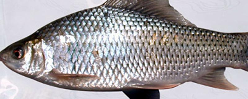 鲚鱼简介，广泛分布于渤海、黄海